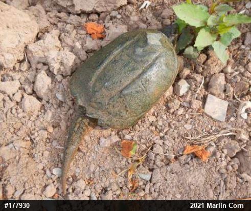 Snapping Turtle