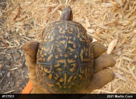 Eastern Box Turtle