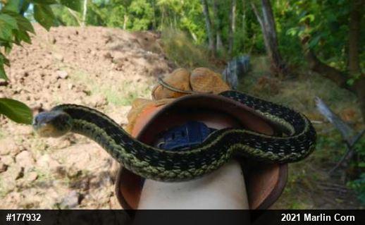Eastern Gartersnake