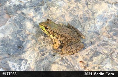 Green Frog