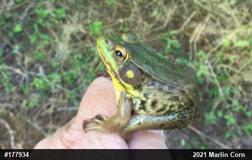 Green Frog