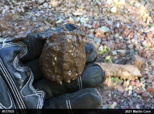 Snapping Turtle