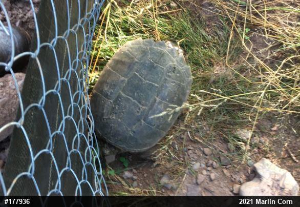 Snapping Turtle