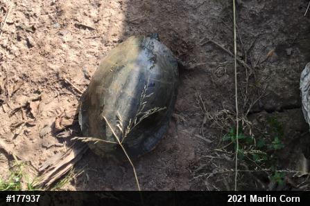 Painted Turtle