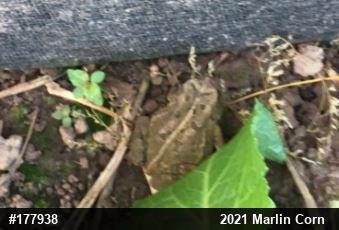 Eastern American Toad