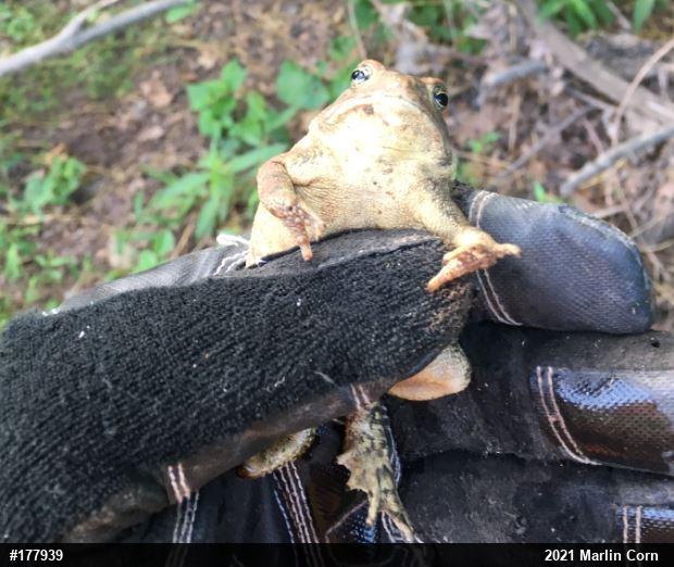 Eastern American Toad