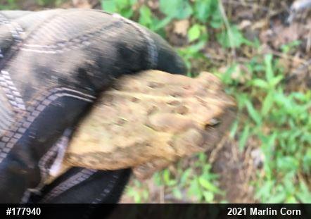 Eastern American Toad