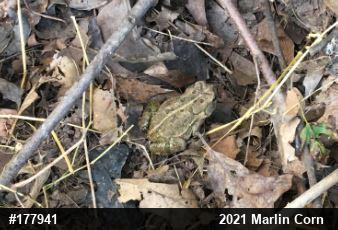 Eastern American Toad