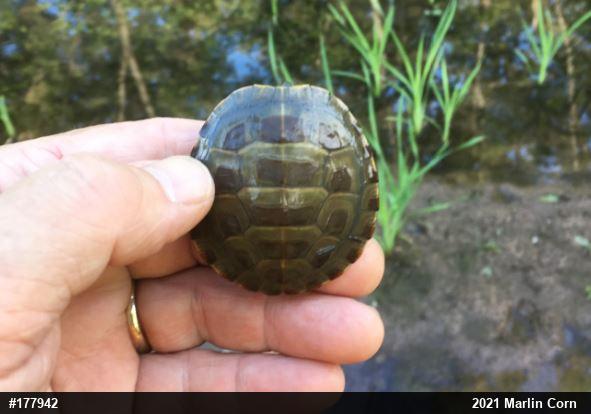 Eastern Painted Turtle