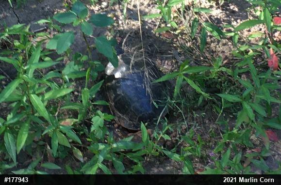 Eastern Painted Turtle