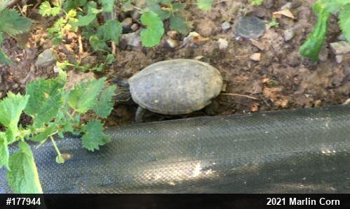 Eastern Musk Turtle