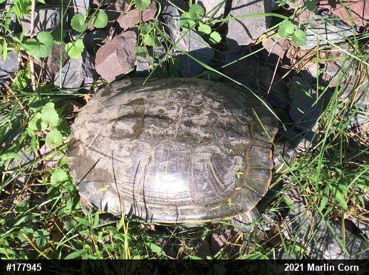 Red-eared Slider