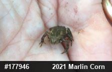 True Toads