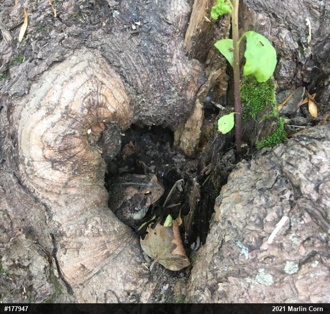 Eastern American Toad
