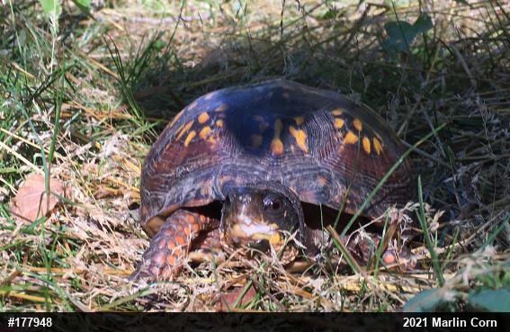 Eastern Box Turtle