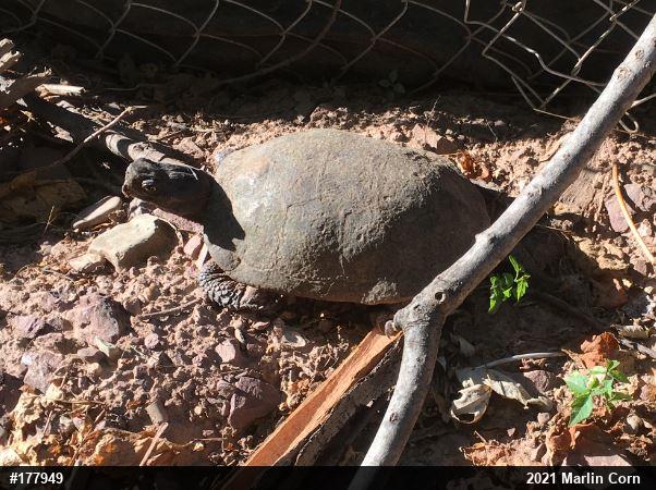 Wood Turtle