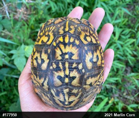 Eastern Box Turtle
