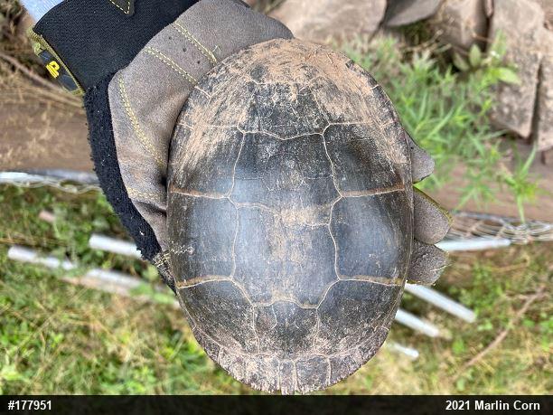 Painted Turtle