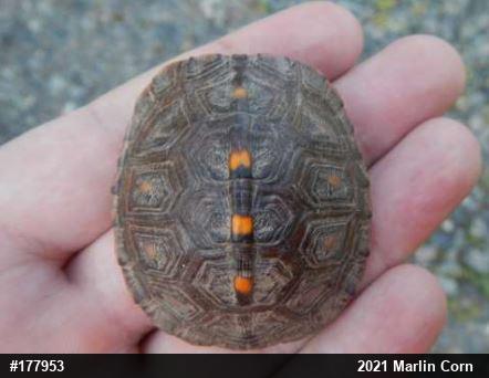 Eastern Box Turtle