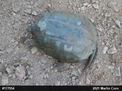 Snapping Turtle
