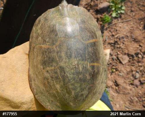Painted Turtle