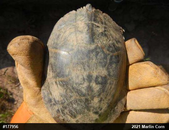Painted Turtle