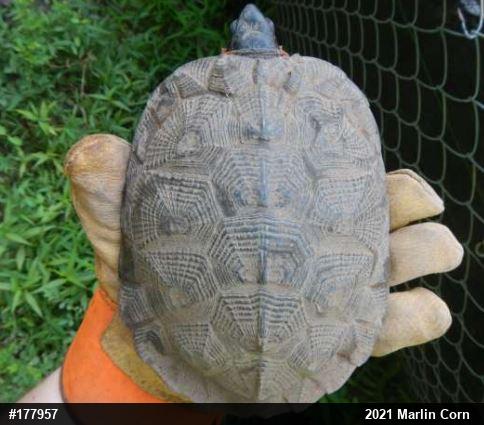 Wood Turtle