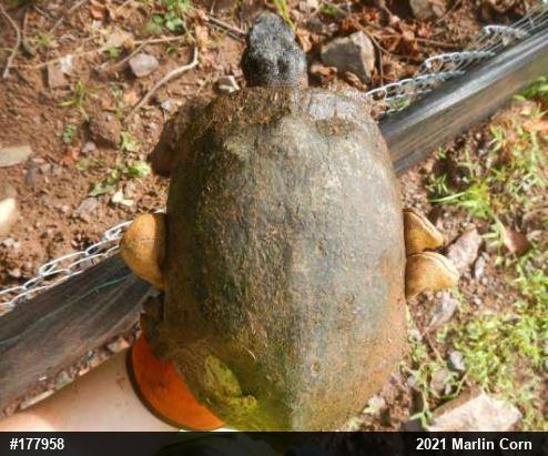 Wood Turtle