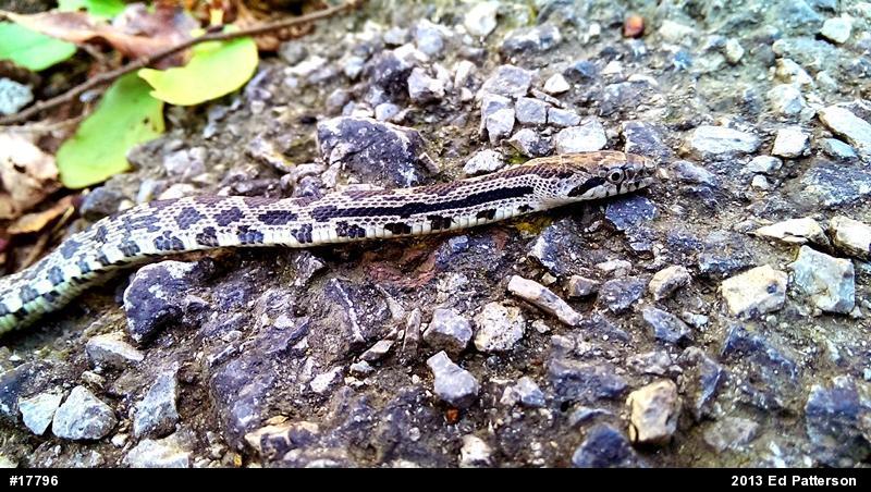 Eastern Ratsnake