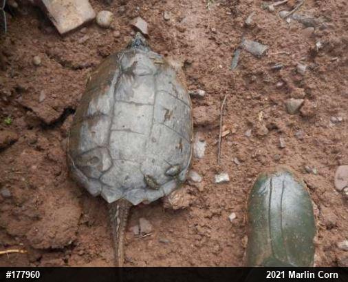Snapping Turtle