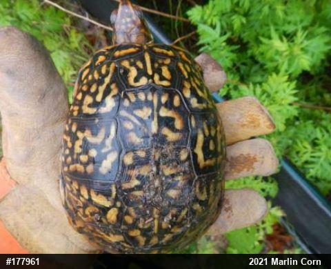 Eastern Box Turtle