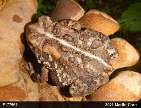 Eastern American Toad