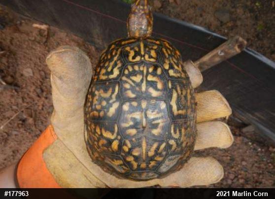 Eastern Box Turtle