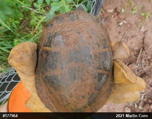 Painted Turtle