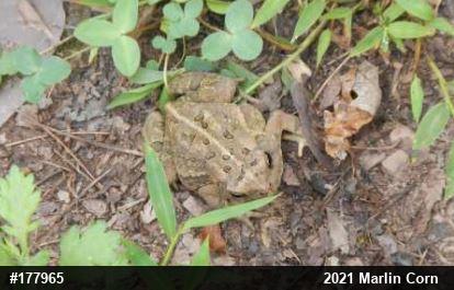 Eastern American Toad