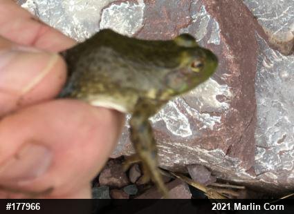 American Bullfrog
