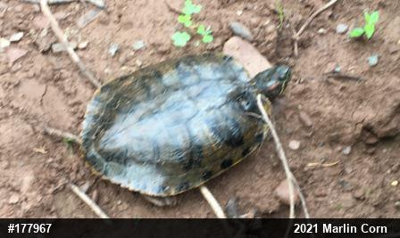Red-eared Slider