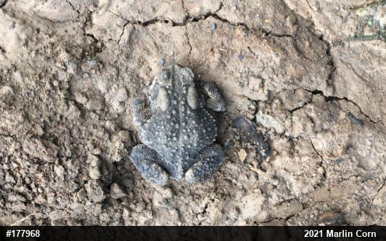 Eastern American Toad