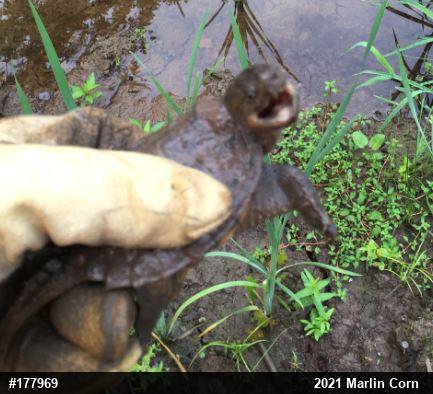 Snapping Turtle