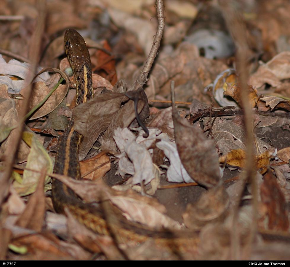 Eastern Gartersnake