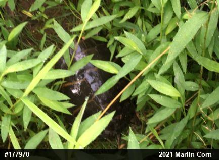 Painted Turtle
