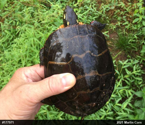 Eastern Painted Turtle
