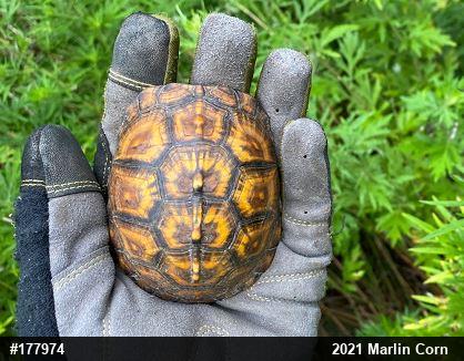 Eastern Box Turtle