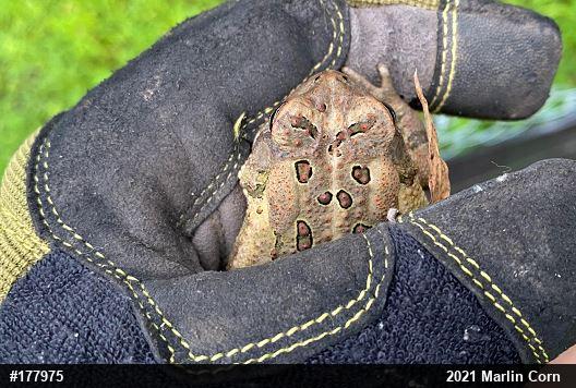 Eastern American Toad