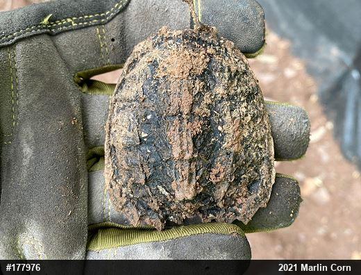 Snapping Turtle