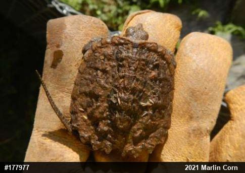 Snapping Turtle