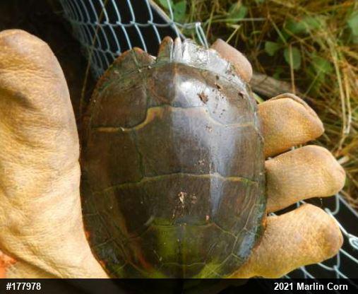 Eastern Painted Turtle