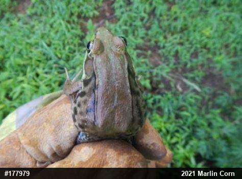 Green Frog