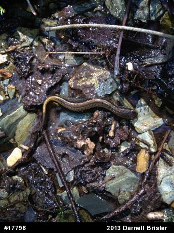 Northern Two-lined Salamander