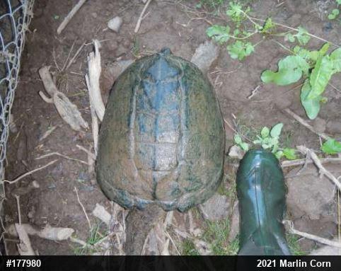 Snapping Turtle